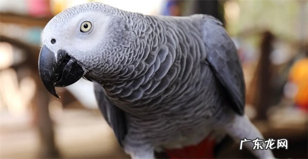 鹦鹉炸毛是什么原因 如何解决