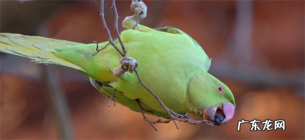 鹦鹉炸毛是什么原因 如何解决