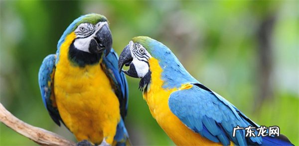 鹦鹉炸毛是什么原因 如何解决