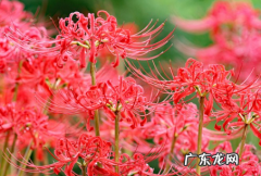 彼岸花什么时候开花 开花注意事项
