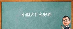 小型犬什么好养 小型犬什么好养活