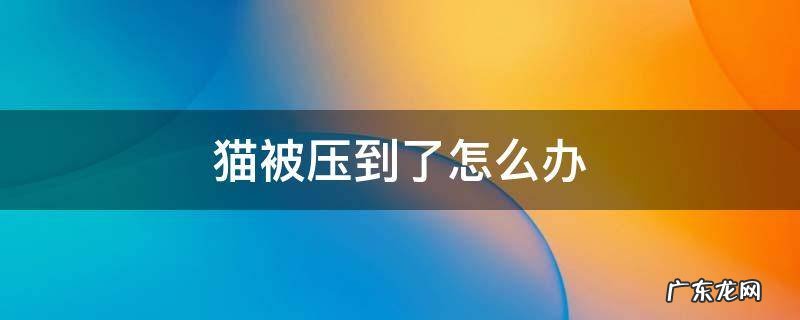 猫被压到了怎么办 不小心压到猫了怎么办