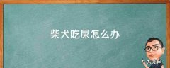 柴犬幼犬吃自己的屎正常吗 柴犬吃屎怎么办