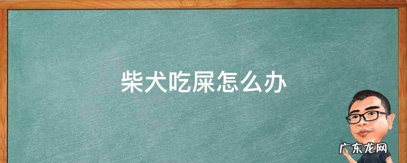 柴犬幼犬吃自己的屎正常吗 柴犬吃屎怎么办