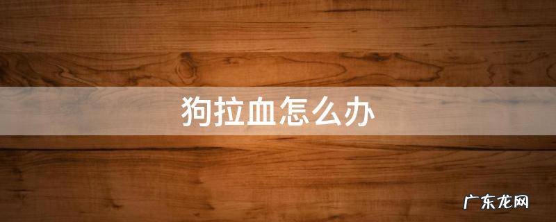 狗拉血怎么办 家里养的狗拉血怎么办