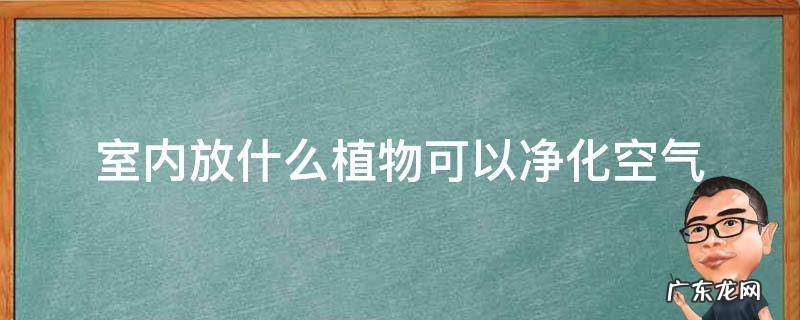 什么植物能够净化室内空气 室内放什么植物可以净化空气
