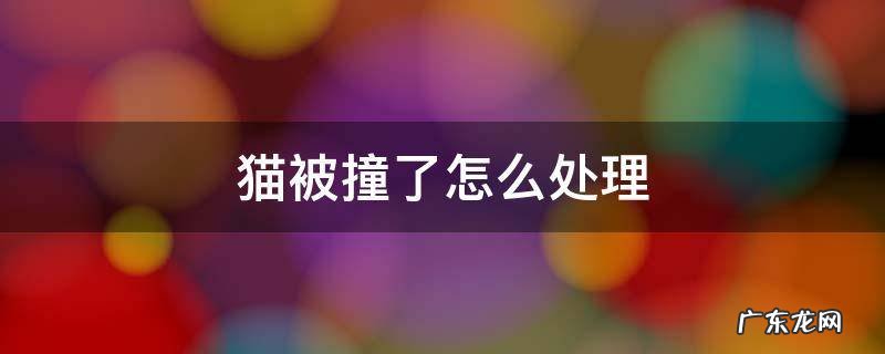 猫被撞伤了要怎么处理 猫被撞了怎么处理