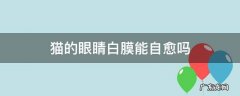 猫的眼睛白膜怎么治 猫的眼睛白膜能自愈吗