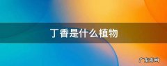 丁香是什么植物科 丁香是什么植物