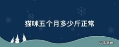 猫猫五个月多少斤 猫咪五个月多少斤正常