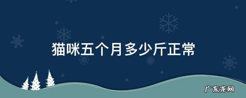 猫猫五个月多少斤 猫咪五个月多少斤正常