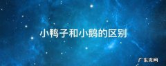 小鸭子和小鹅的区别 小鸭子和小鹅的区别最好有图为证