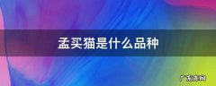 孟买猫长啥样 孟买猫是什么品种