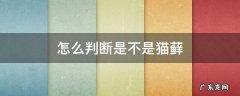 怎么判断是不是猫藓图片 怎么判断是不是猫藓