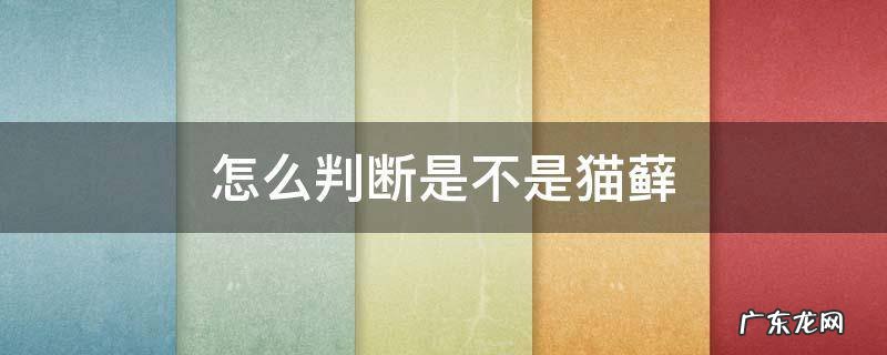 怎么判断是不是猫藓图片 怎么判断是不是猫藓