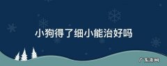小狗得了细小能治好吗 小狗得了细小能治好吗?