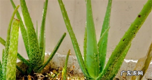 芦荟一般何时移栽注意事项有哪些