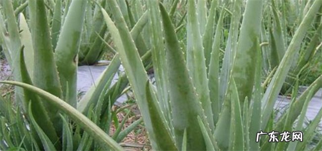 芦荟一般何时移栽注意事项有哪些