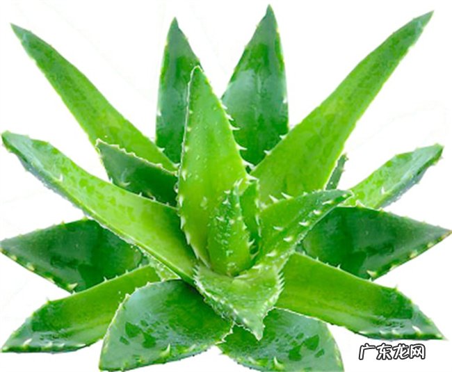 芦荟一般何时移栽注意事项有哪些