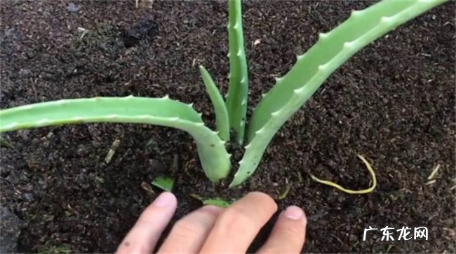 用一片叶子可以就种活芦荟吗