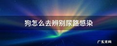 狗怎么去辨别尿路感染还是子宫蓄脓 狗怎么去辨别尿路感染