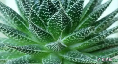 芦荟的栽培方法 芦荟的养护与病虫害防治