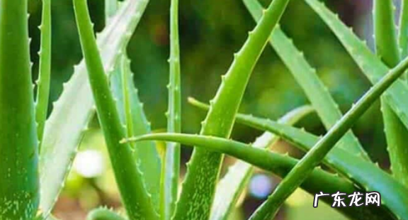 芦荟的栽培方法 芦荟的养护与病虫害防治