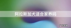 阿拉斯加适合家庭养吗 阿拉斯加犬适合家养吗