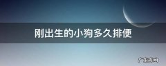 刚出生的小狗多久排便 刚出生的小狗多久拉粑粑