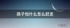 鸽子怕什么怎么赶走 信鸽怕什么,怎样把鸽子撵走