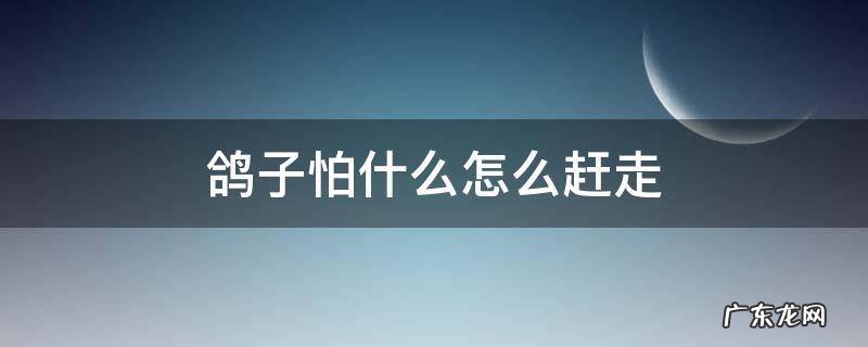 鸽子怕什么怎么赶走 信鸽怕什么,怎样把鸽子撵走