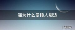 猫为什么爱睡人脚边 为什么猫爱在人脚边睡觉