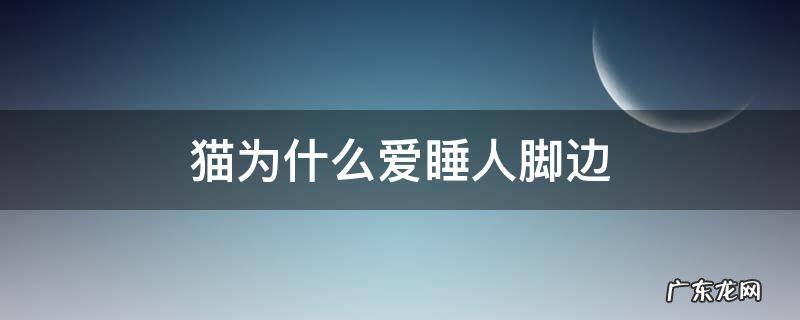 猫为什么爱睡人脚边 为什么猫爱在人脚边睡觉