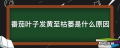 番茄叶子发黄至枯萎是什么原因 番茄叶子发黄至枯萎是什么原因引起的