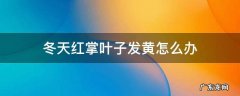 冬天红掌叶子发黄怎么办 红掌叶子边缘发黄怎么办