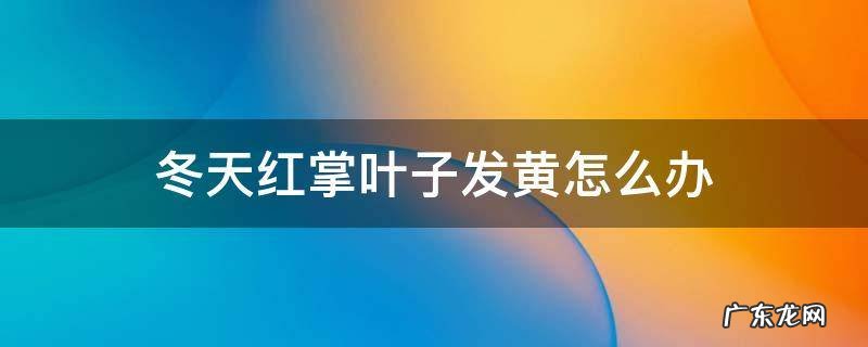 冬天红掌叶子发黄怎么办 红掌叶子边缘发黄怎么办