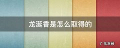 龙涎香是从哪里提取的 龙涎香是怎么取得的