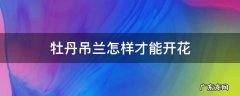 牡丹吊兰怎样才能开花 牡丹吊兰花怎么栽培