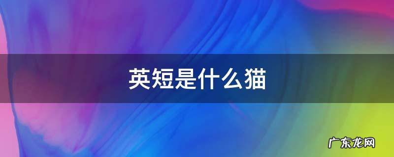 英短是什么猫配出来的 英短是什么猫