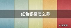 红色银柳怎么养 红色银柳枝怎么养