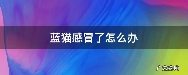 蓝猫感冒了怎么办 蓝猫感冒了怎么办用最简单的方法