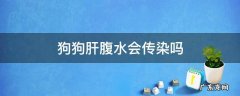 狗狗腹水会传染其他狗狗吗 狗狗肝腹水会传染吗