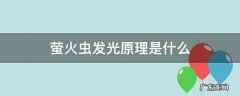 萤火虫发光原理是什么 萤火虫发光原理是物理变化吗