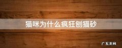 猫咪为什么疯狂刨猫砂 猫猫为什么一直刨猫砂
