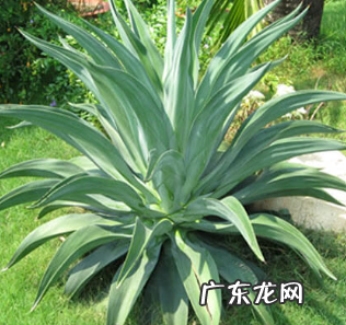 龙舌兰吸收甲醛吗 效果如何