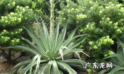 龙舌兰吸收甲醛吗 效果如何
