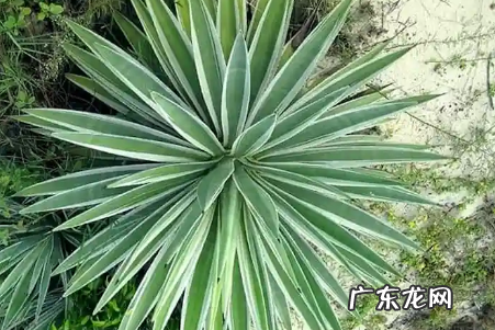 龙舌兰吸收甲醛吗 效果如何