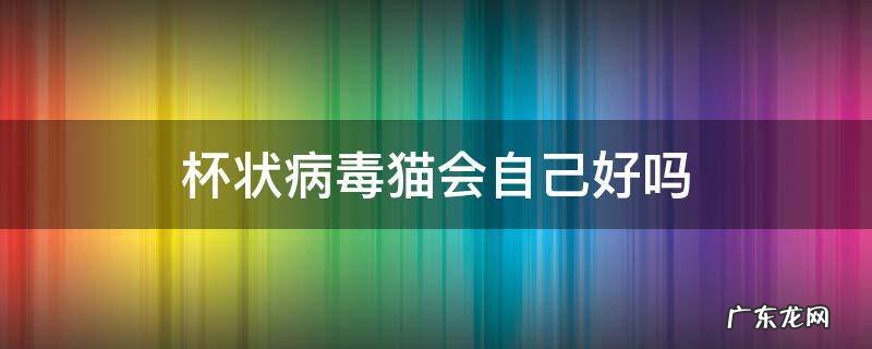 猫会自己得杯状病毒吗 杯状病毒猫会自己好吗