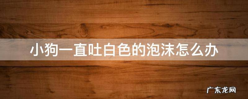 狗狗一直吐白色泡沫 小狗一直吐白色的泡沫怎么办
