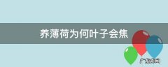 薄荷叶子焦枯 养薄荷为何叶子会焦